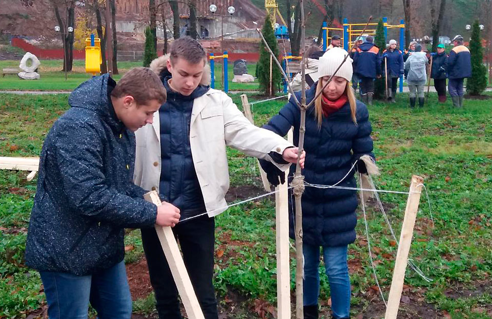 Аллею шаровидных ив высадят в Подниколье в честь 100-летия комсомола