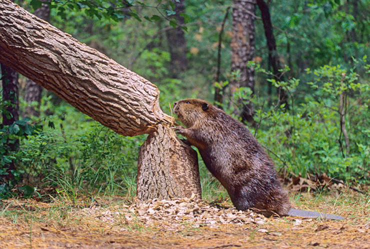 Сезон охоты на бобра и выдру начинается с 1 сентября в Могилевской области