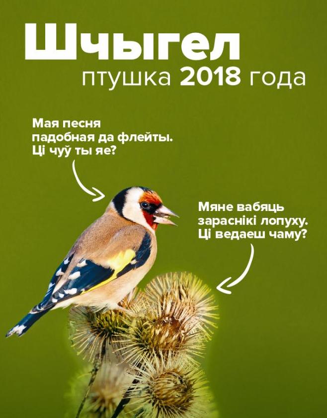 Черноголовый щегол стал птицей 2018 года