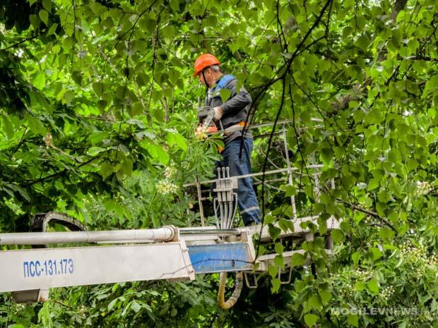 Двадцать четыре дерева и сорок кустарников разрешил удалить горисполком в Могилеве