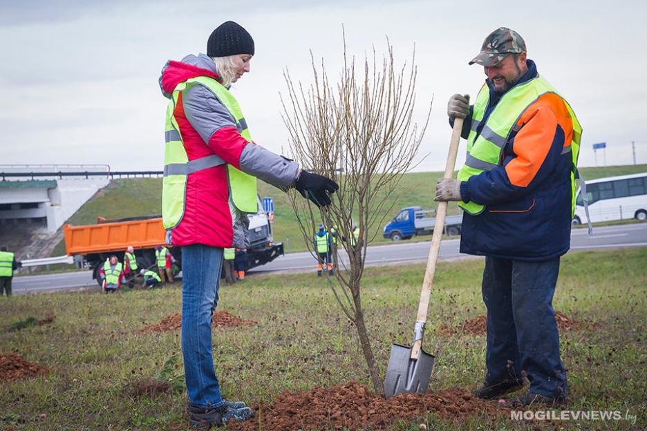 Из высаженных в этом году в Могилеве деревьев прижилось около 90%