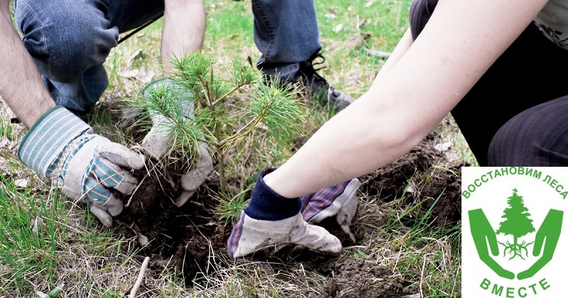 Году малой родины и восстановлению лесов, поврежденных насекомыми–вредителями, посвящена «Неделя леса» в 2018 году