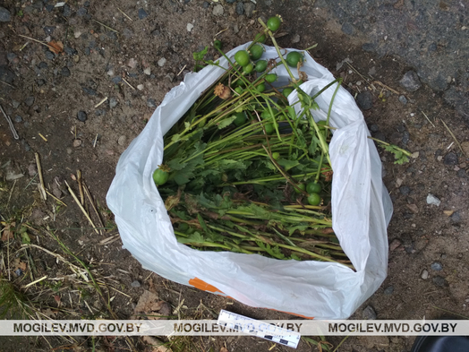 Изготовителей маковой соломки задержали в Горецком районе
