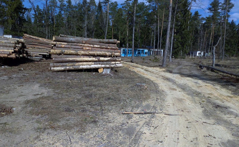 Уголовное дело за незаконную рубку и уничтожение растительности возбудила прокуратура Могилевского района