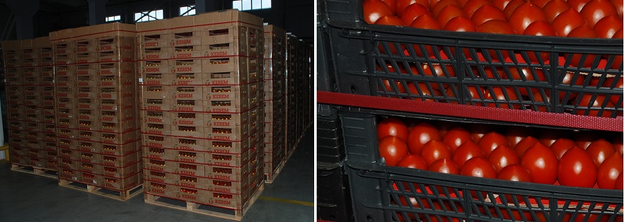 21 тонну турецких помидоров без документов задержала Могилевская таможня