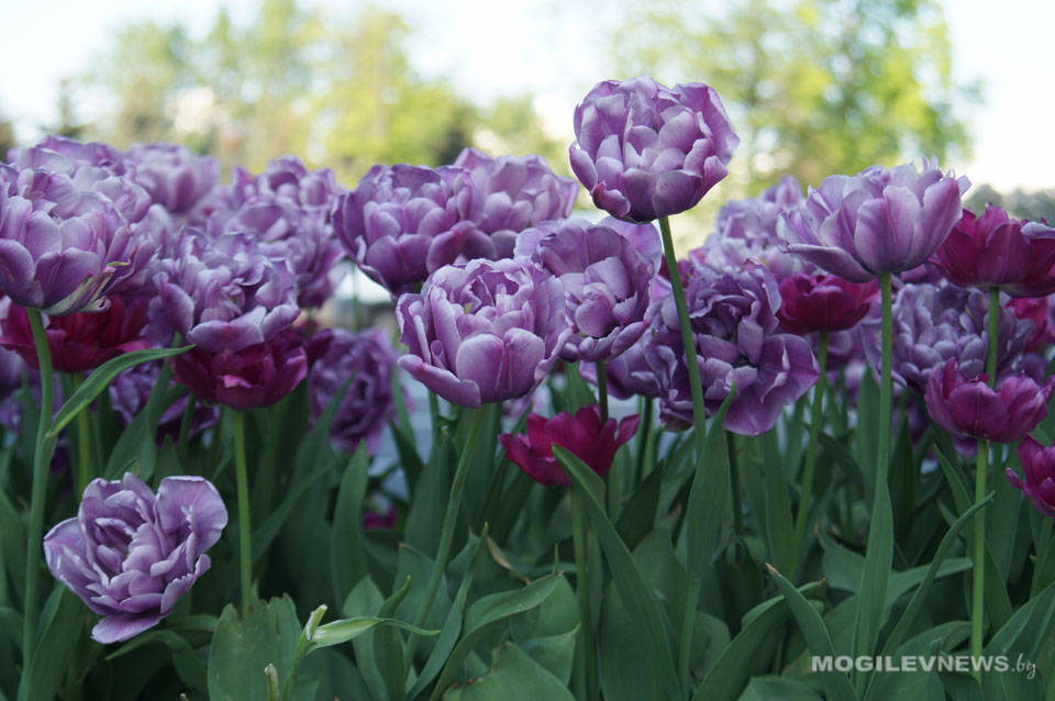 Тысячи тюльпанов и роз поступят в цветочные магазины Могилева накануне 8 Марта