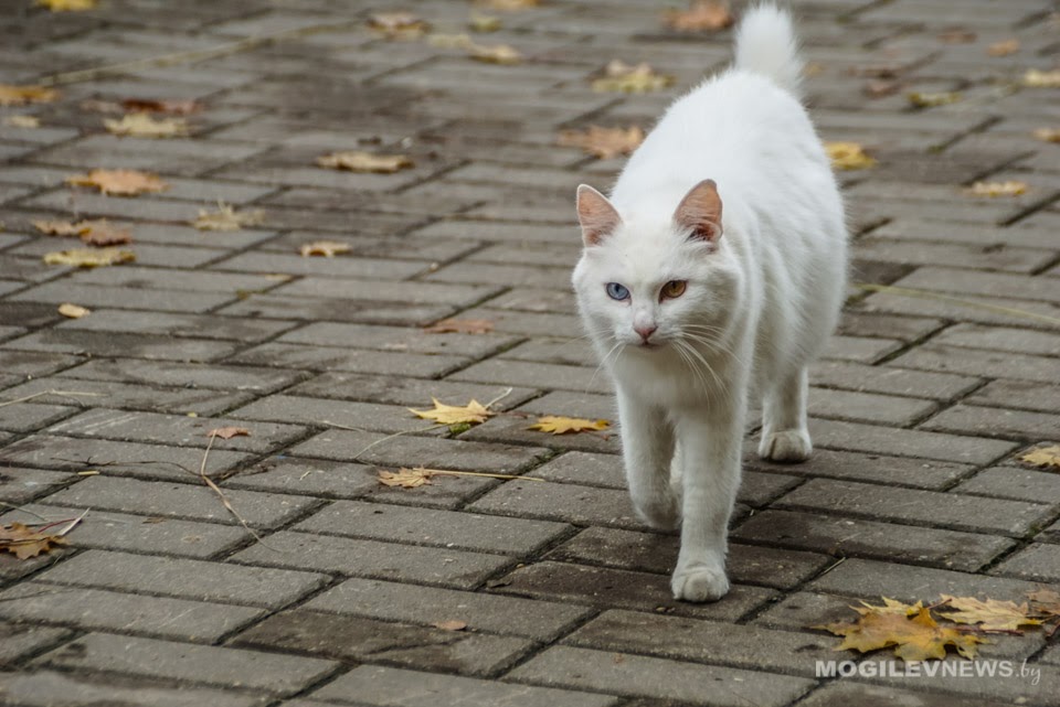 В Могилеве выясняют причины быстрого износа тротуарной плитки