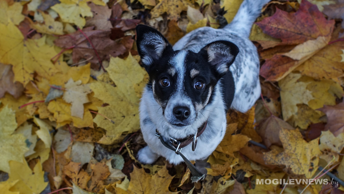 37 мест для выгула собак определили в Могилеве