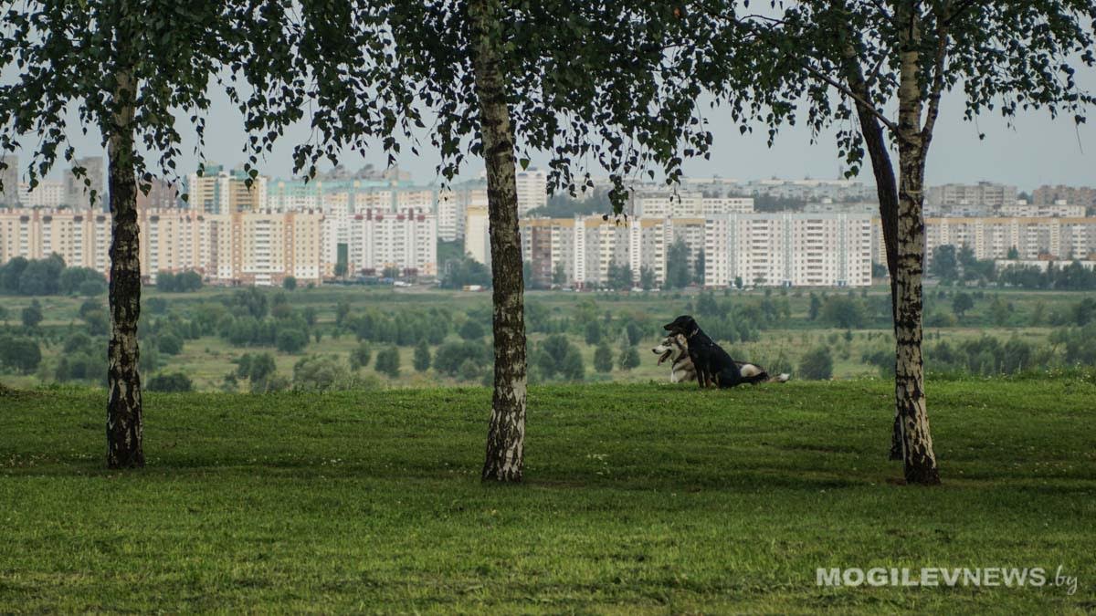 «Зеленый» комфорт