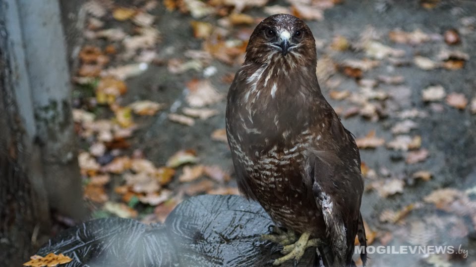 Погода на выходные: дождь, местами мокрый снег и порывистый ветер