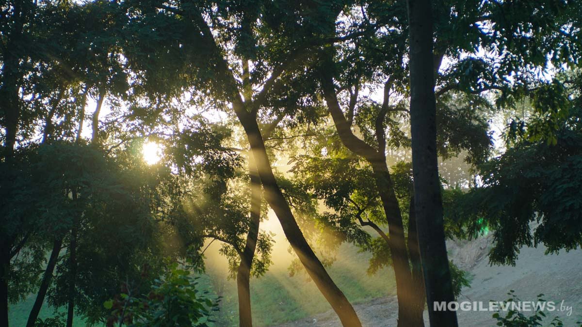 Участники Форума регионов Беларуси и России заложат под Могилевом аллею