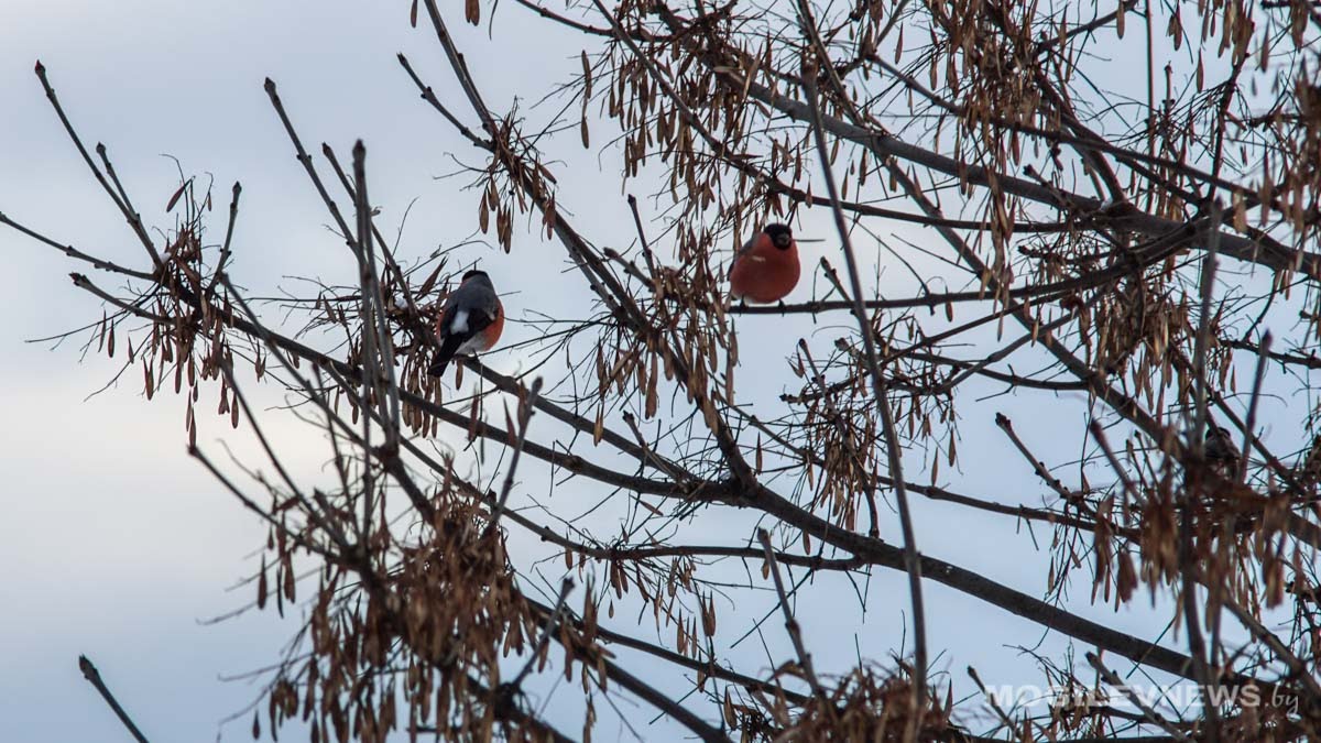 Погода на выходные: мокрый снег и до +2 градусов
