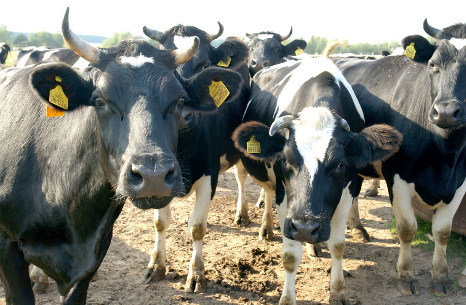 В хозяйствах Могилевщины  построят  82 силосно-сенажные траншеи