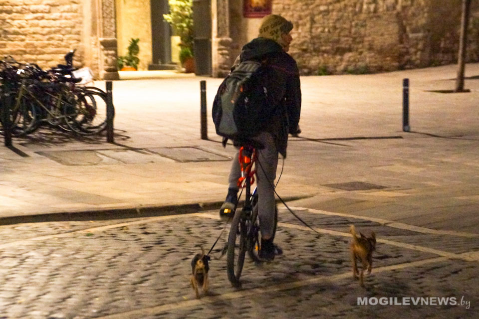 В Беларуси внесены изменения в правила провоза в поездах домашних животных и велосипедов