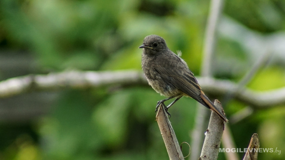В Кличеве и Бобруйске ночью 4 августа установлены температурные рекорды