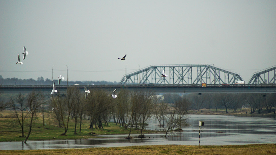 Оранжевый уровень опасности из-за порывистого ветра объявлен 19 и 21 апреля в Могилевской области