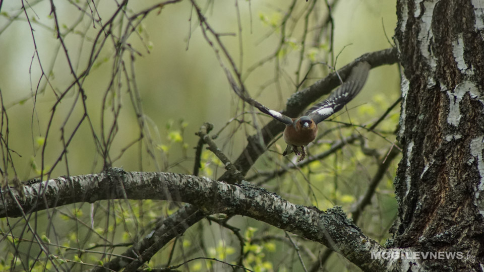 Неделя в Могилевской области начнется с гроз и похолодания
