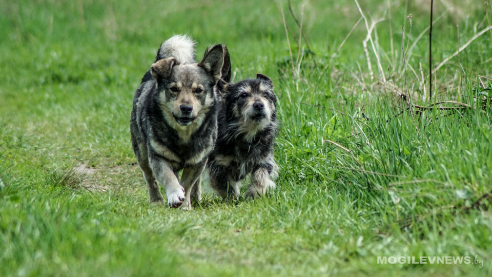 Игровое шоу перед показом комедии «Псы под прикрытием» подготовил кинотеатр «Ветразь»