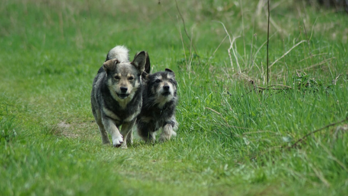 В Беларуси разыскивают собаку для полетов на самолете, вертолете и воздушном шаре