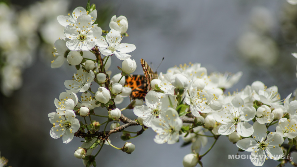 Погода на выходные: в субботу - до +25 градусов, в воскресенье – дожди и ветер