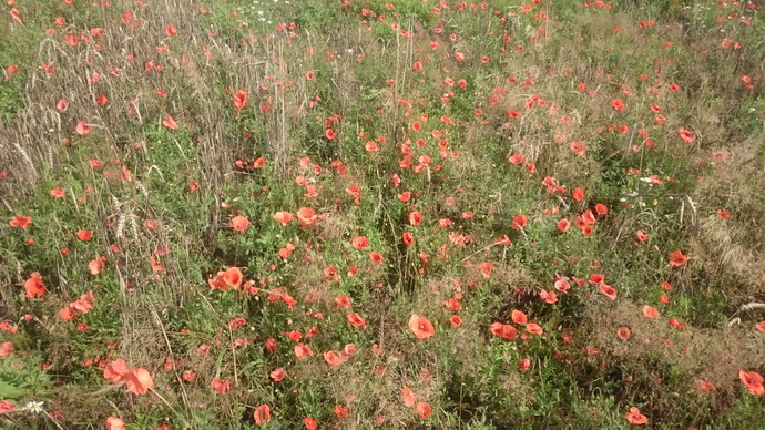 Шесть гектаров дикорастущего мака уничтожили в Бобруйском районе