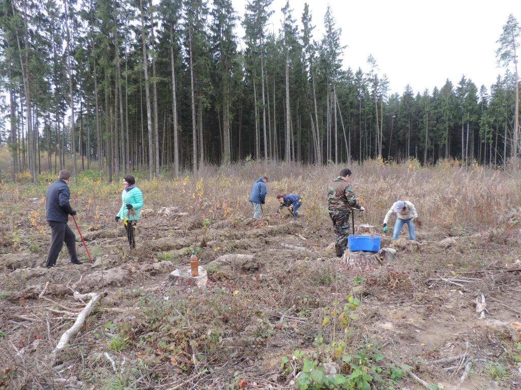 50 кубометров мусора убрано на территории лесного фонда Могилевского лесхоза 19 октября