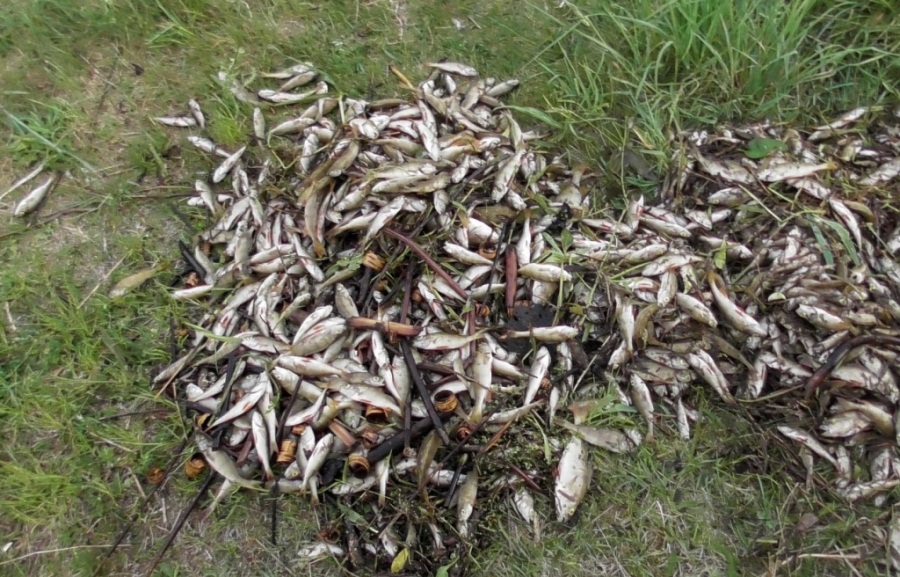 Мор рыбы зафиксирован в водоеме в Дрибинском районе