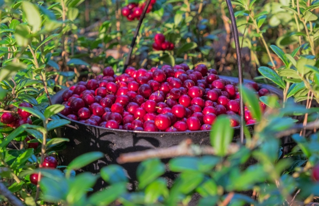 Сбор брусники разрешается с 9 августа, клюквы - со 2 сентября в Могилевской области