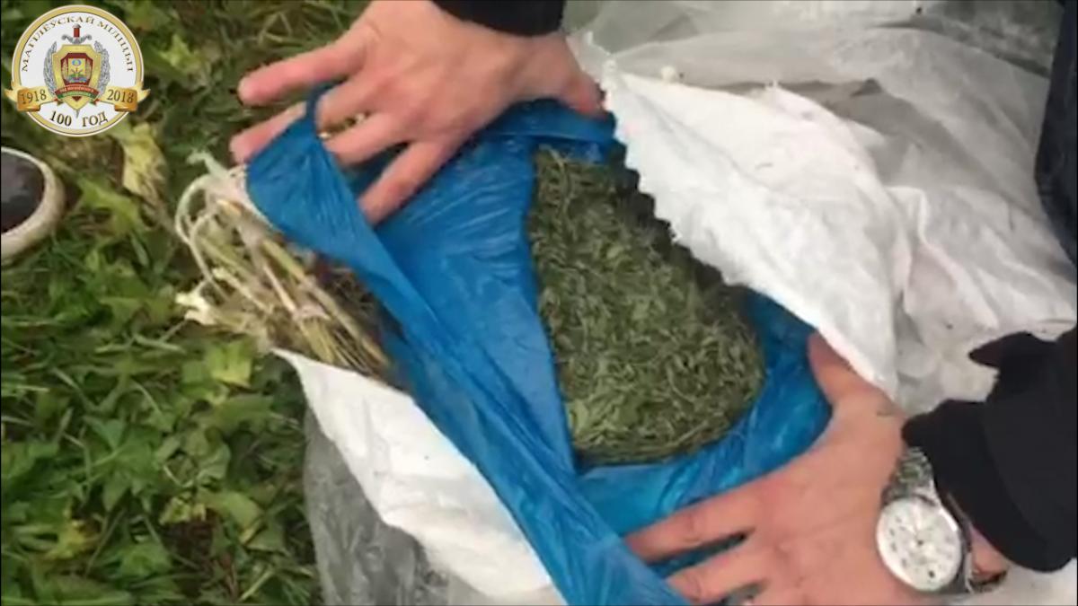 Более 1,5 кг марихуаны нашли у жителя Шклова. Видео