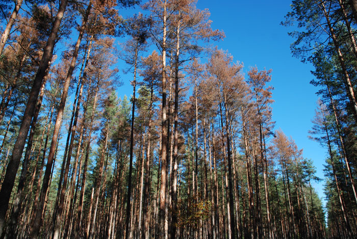 Около 180 га в Могилевском лесхозе назначены под санитарную рубку из-за короедов