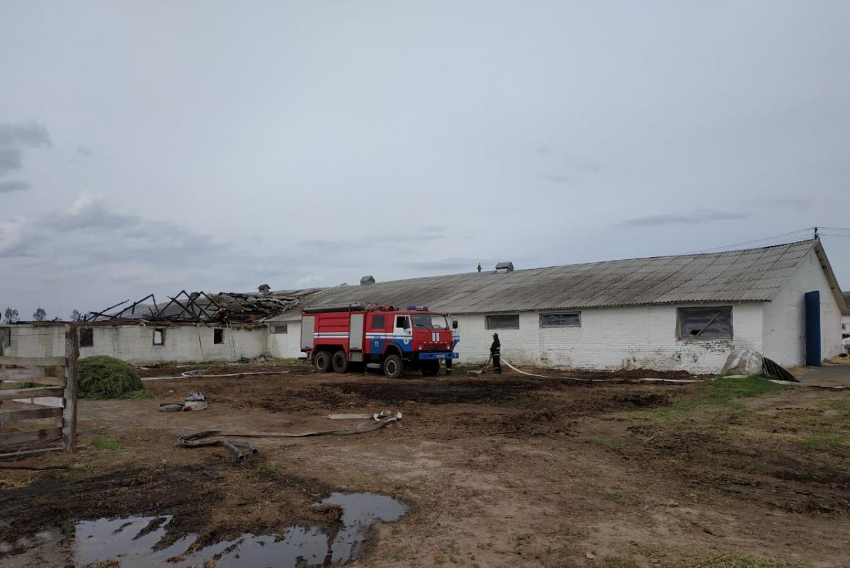 34 теленка погибли при пожаре в Быховском районе