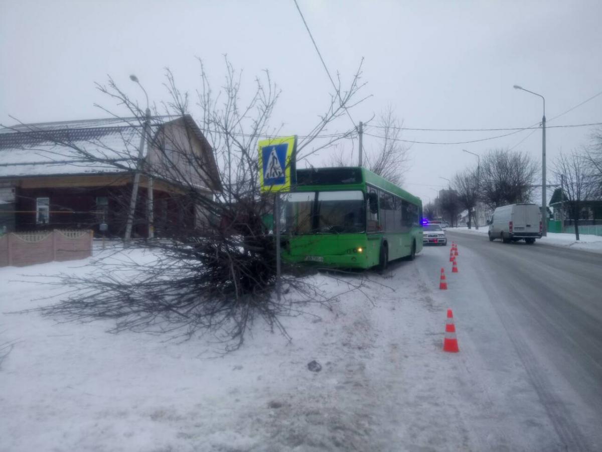 Автобус в Бобруйске совершил наезд на дерево - оно упало на пешехода