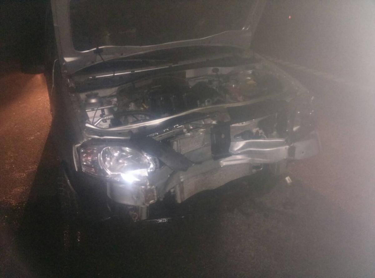 В Белыничском районе «Лада» сбила выбежавшего на дорогу дикого кабана