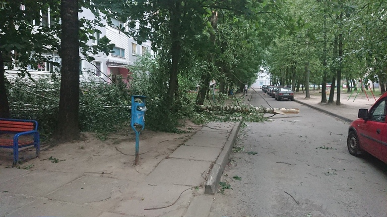43 случая падения деревьев зарегистрированы в Могилевской области, повреждены 5 автомобилей. Фото