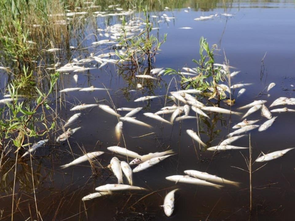 Сообщать о возможных заморах рыбы просят специалисты природоохраны Могилевской области