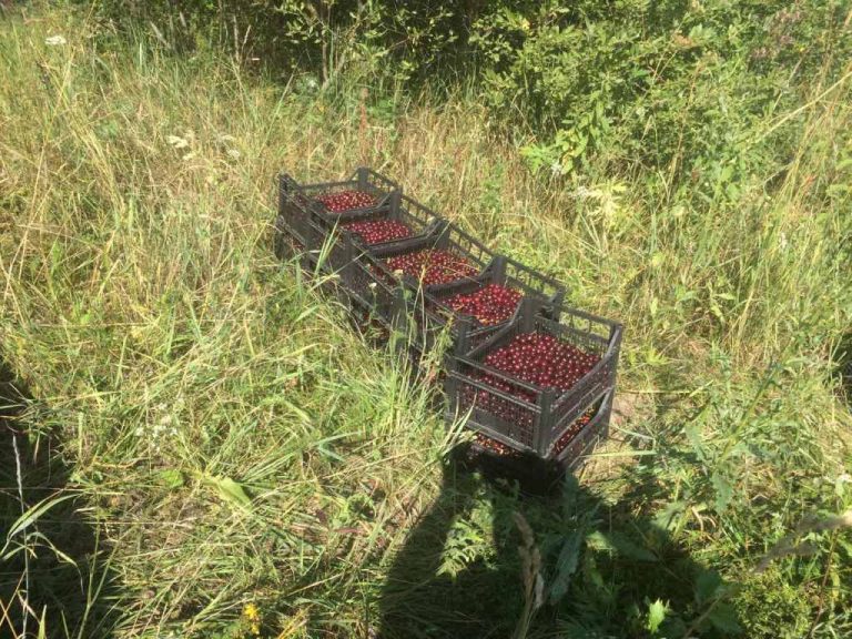 Учащиеся колледжа пытались вывезти более 10 ящиков вишни из сада агропредприятия в Могилевском районе