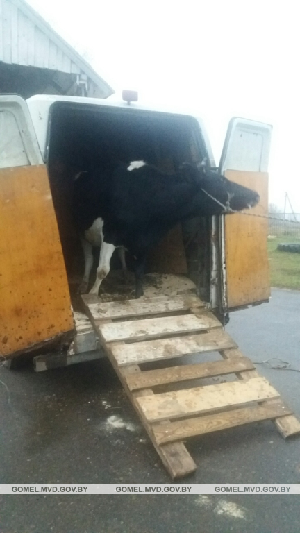Машину с украденными в Быховском районе коровами задержали на Гомельщине