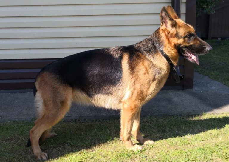 Избившего ночью в Могилеве таксиста мужчину нашла служебная собака