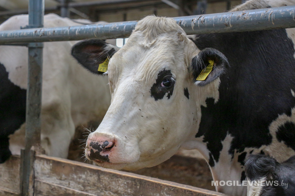 Ферма с резонансом