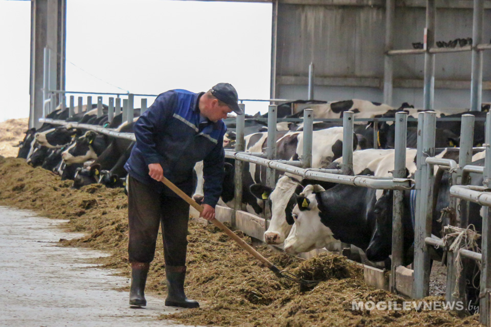 О падеже скота на МТК под Горками: Ситуация под контролем, она поправима – министр селхозпрода