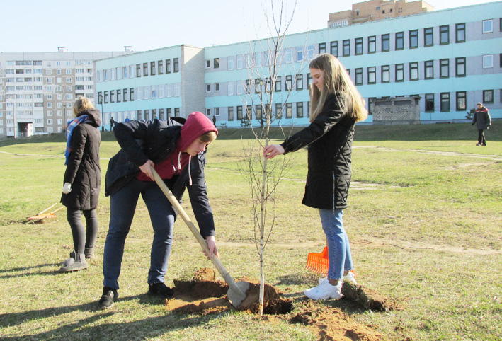 Две аллеи деревьев посадили учащиеся УПК детский сад-средняя школа №42 Могилева. Фото