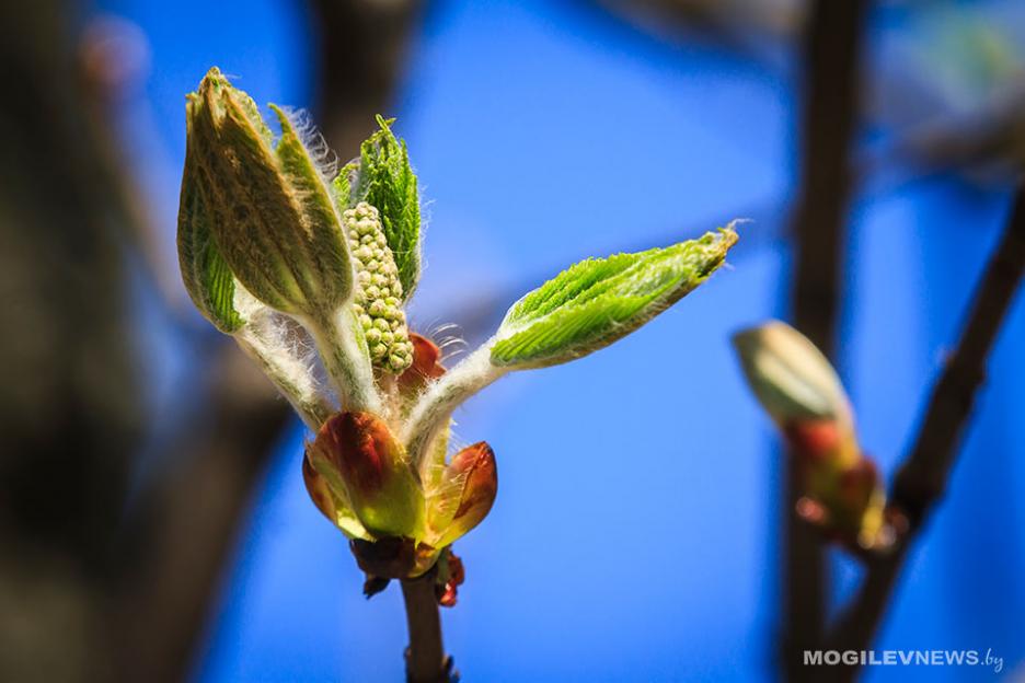 Кратковременные дожди ожидаются всю неделю в Могилевской области