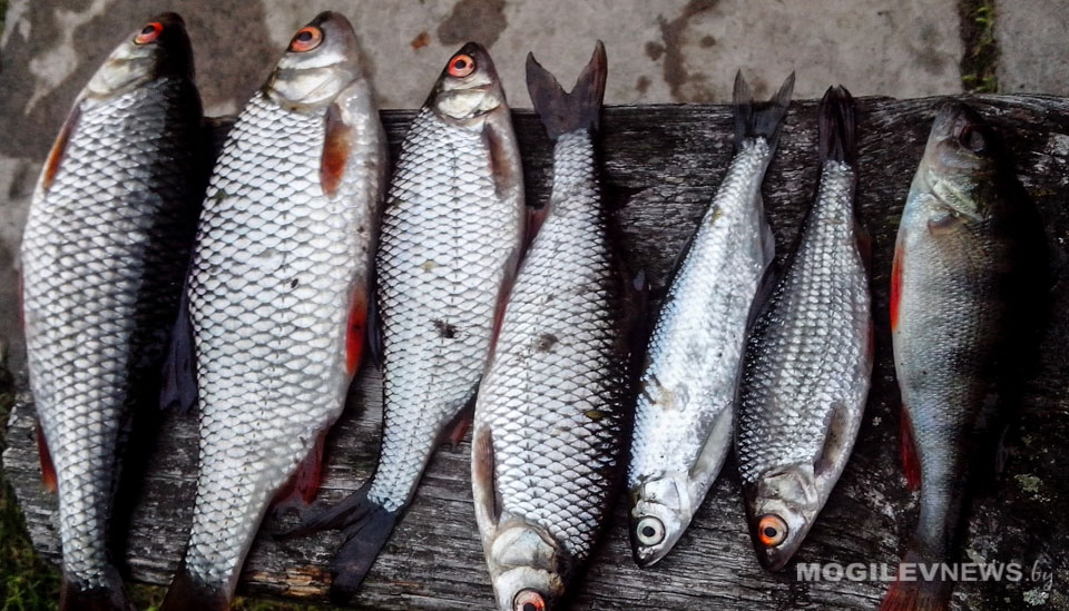 Создано приложение, позволяющее сообщать о нарушениях природоохранного законодательства