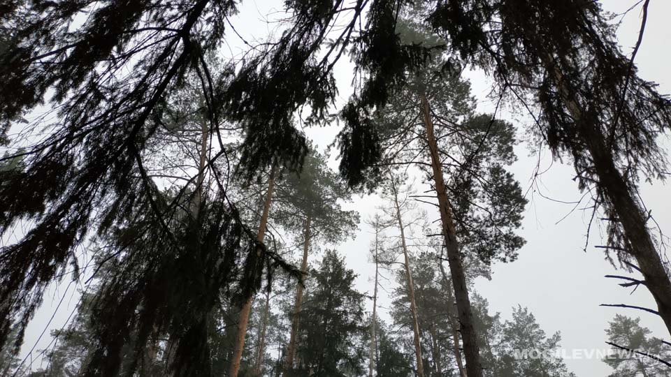 Лесо-аграрный кластер планируют создать в Кличевском районе