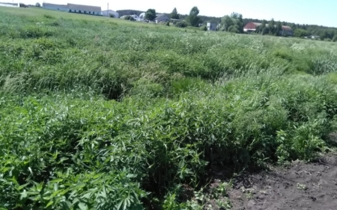 Более тонны дикорастущей конопли уничтожено в Быховском районе. Видео