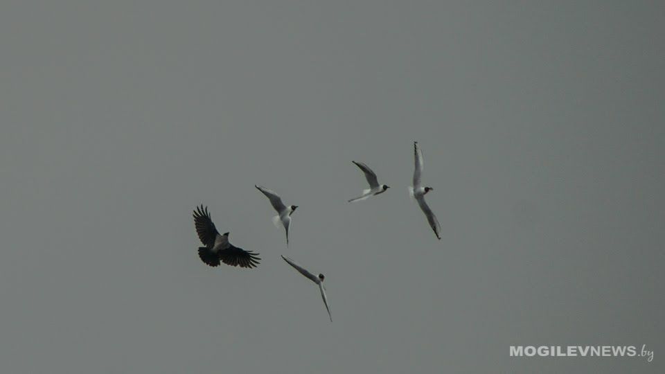 Оранжевый уровень опасности продлен на 9 августа в Могилевской области