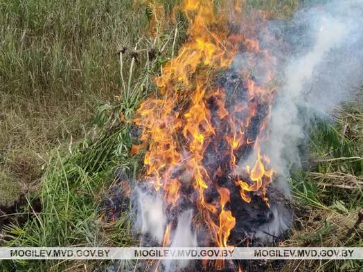 Более 5 тонн незаконных посевов мака и конопли уничтожили в Могилевской области