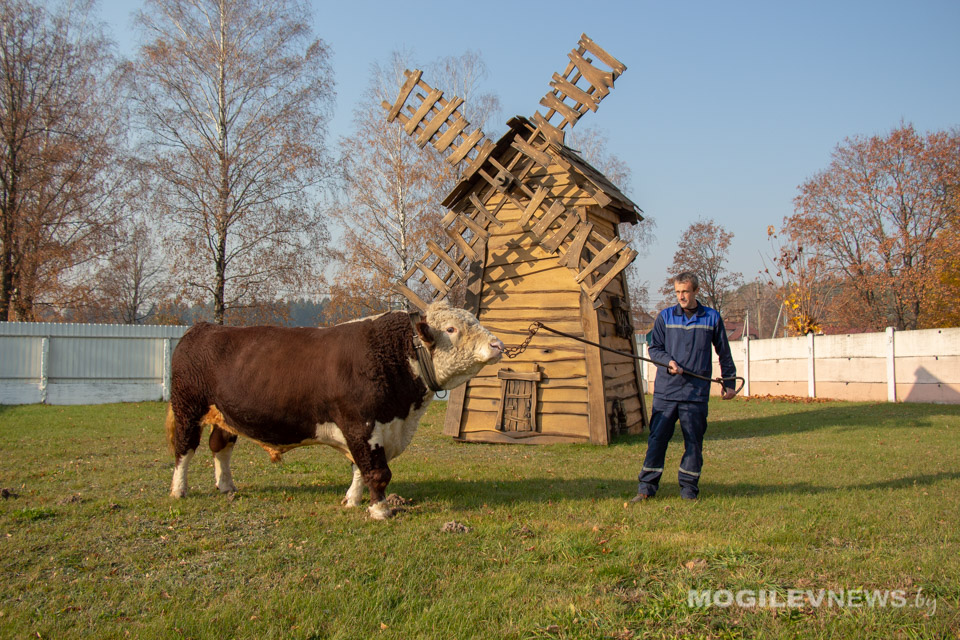 Новые проекты по повышению продуктивности реализует могилевское Госплемпредприятие. Фото