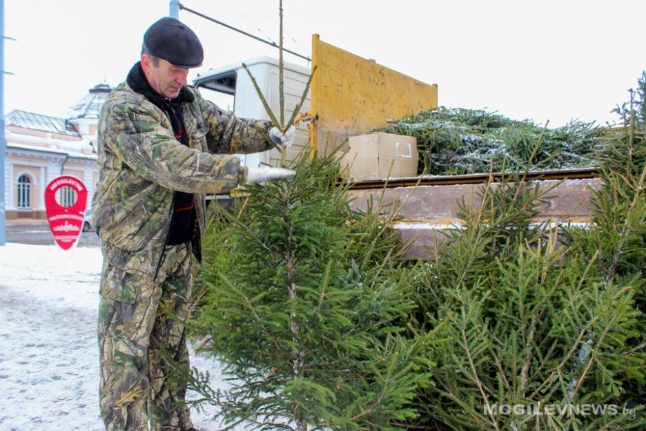 Живые елки в Могилеве начнут продавать с 23 декабря