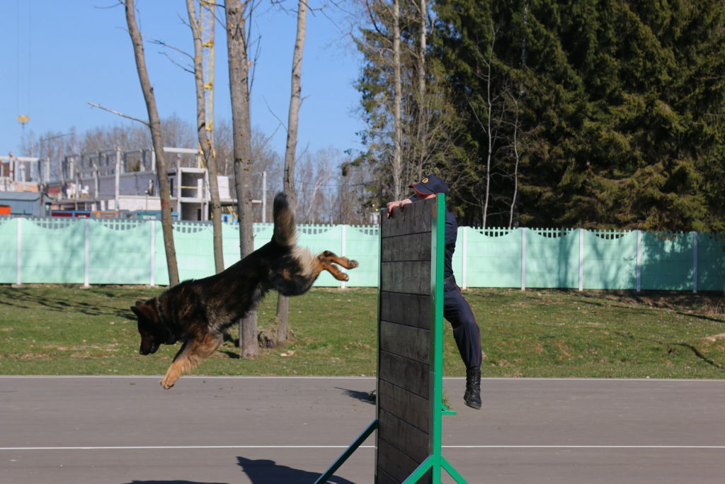 Команда Могилева стала третьей в многоборье кинологов